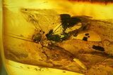 Fossil Mayfly (Ephemeroptera) and Fly (Diptera) In Baltic Amber #207498-1